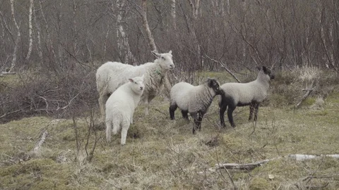 Sheep with three lambs looking around in the forest Stock Footage 85832715