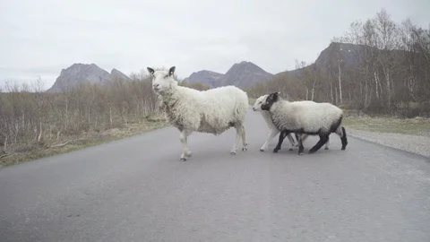 Sheep with three lambs running away from the road Video stock 85832660