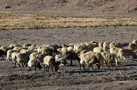 Sheep in tibet Stock Photos
