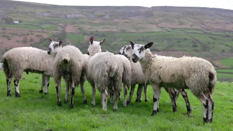 Sheep together huddled in a group Vídeo Stock 273586964
