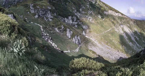 Sheep on the trail Stock Footage 170766995