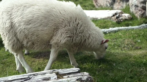 Sheep train on the coast tropical beach at the Lofoten islands in Norway Video stock 126000836