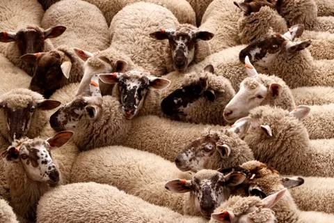 Sheep in Transit Stock Photos