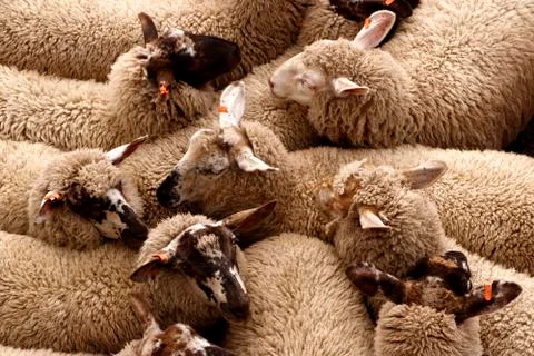 Sheep in Transit Stock Photos