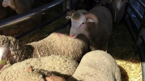 Sheep transported Stock Footage 311563560