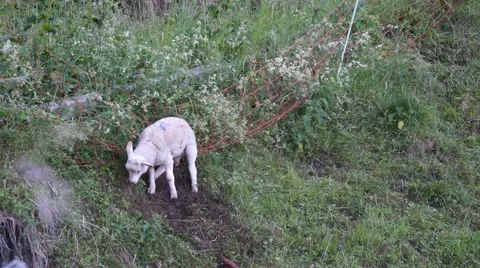 Sheep trapped in fence Stock Footage 49044951