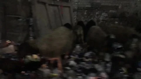 Sheep in the trash Stock Footage 157822863