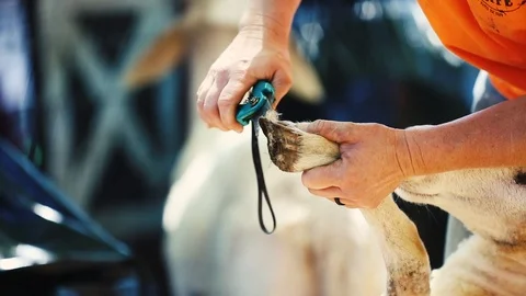 Sheep Trimming 動画素材 98219637