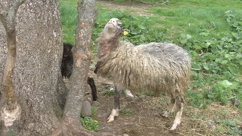 Sheep trying to reach low branches Stock Footage 104047726