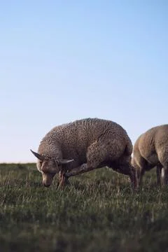 Sheep trying to scratch his head Stock Photos
