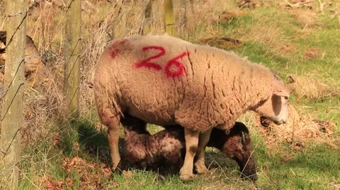 Sheep With Two Baby Lambs Stock Footage 49280180