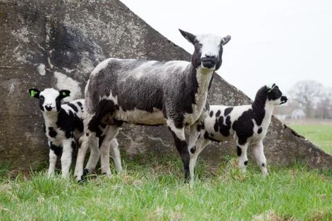 Sheep with two lambs Stock Photos