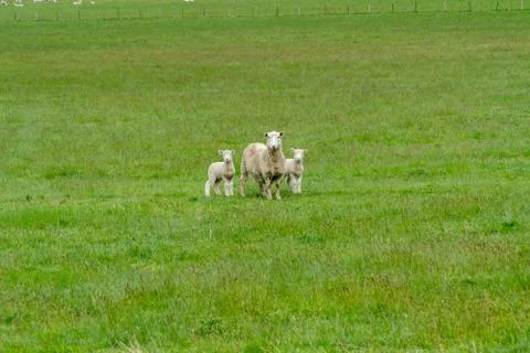 Sheep with two lambs Stock Photos
