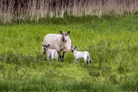 Sheep with two lambs Stockfoto's
