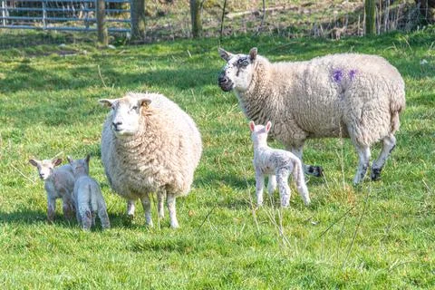 Sheep und lamb in green grass in Ireland Stock-Fotos