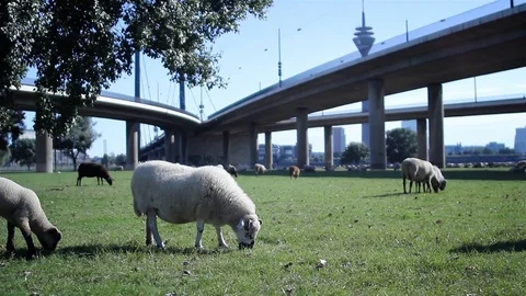 Sheep Under The Bridge Stock Footage 98679102