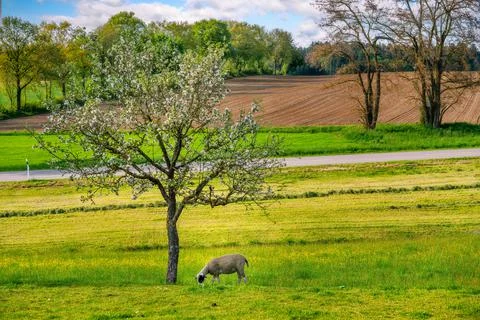 Sheep under a flowering tree Stock Photos
