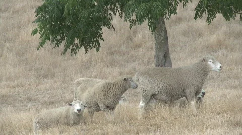 Sheep under shade of tree Stock Footage 325421