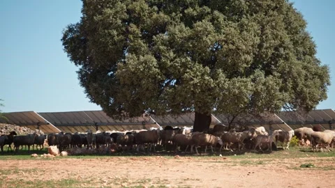 Sheep Under Tree Amidst Solar Plant Video stock 287740513