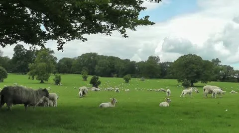 Sheep under tree Stock Footage 11242054