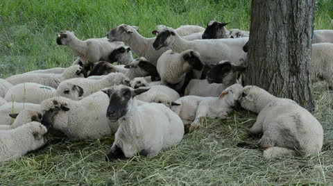 Sheep under a tree 動画素材 24842913