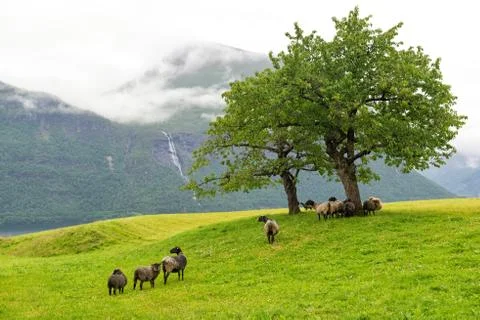 Sheep under the tree, mountains with clouds and waterfall , Norway Stock Photos