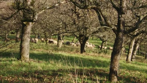 Sheep under trees on an orchard meadow in autumn Stock Footage 283073103