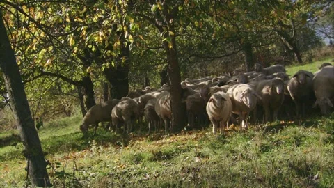 Sheep under trees on an orchard meadow in autumn Stock Footage 283073178