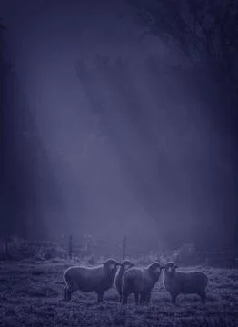 Sheep Underhill VT Stock Photos