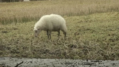 SHEEP urinate Stock Footage 170017144