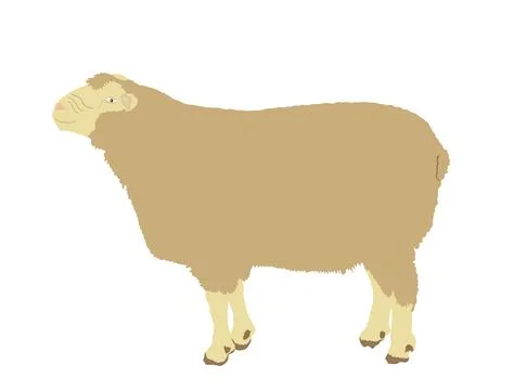 Sheep vector illustration isolated on white background. Иллюстрация