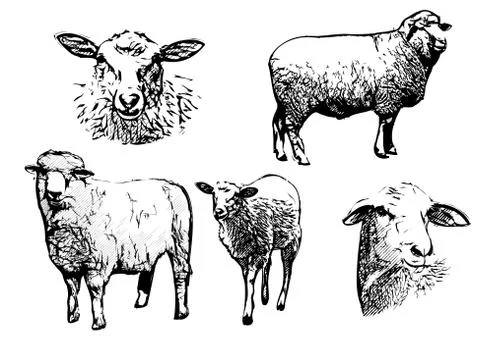 Sheep vector illustrations Stock Illustration