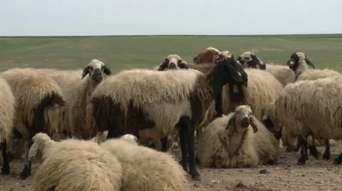 Sheep in The Village Stock Footage 46052458