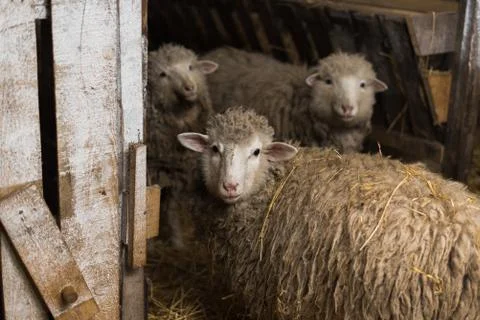 Sheep in the village. Sheep in a wooden shed next to hay. Village portrait Stock Photos