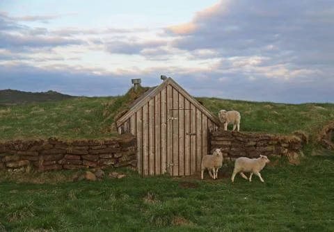 Sheep visiting old times Stock Photos