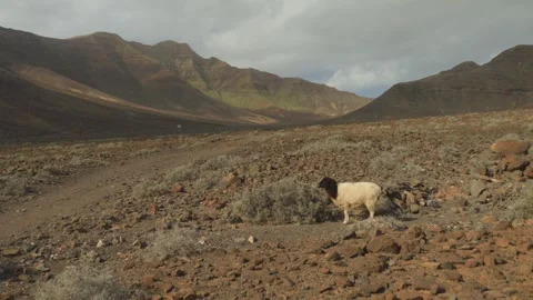 Sheep in Volcanic Landscape with Moving Clouds Timelapse 스톡 동영상 331762300