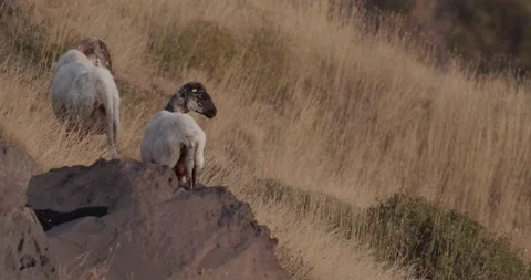 Sheep on Volcano Etna 스톡 동영상 149935243