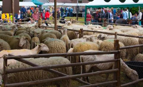 Sheep waiting to be sheared Stock Photos