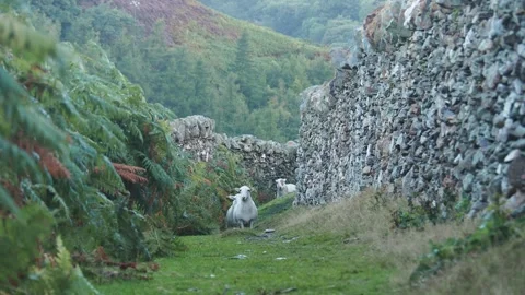 Sheep in Wales Look at the Camera Between Drystone Walls on a Hill 库存影片 243504448