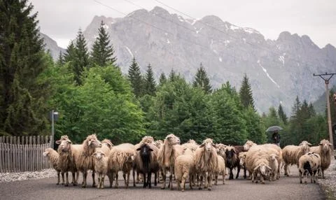 Sheep walk down a road inside Valbona National Park, Albania Stock Photos