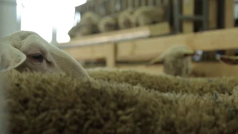 Sheep walk Stock Footage 74407899