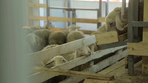 Sheep walk Stock Footage 74407910