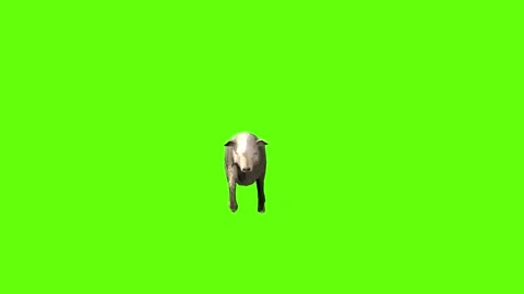Sheep walk green screen animation 3D rendering Stock Footage 297692260