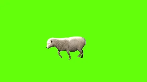 Sheep walk  green screen animation 3D rendering Stock Footage 297692377