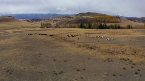 Sheep walk in mountain meadows Stock Footage 220034757