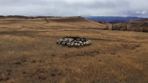 Sheep walk in mountain meadows Stock Footage 220034761