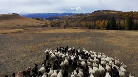 Sheep walk in mountain meadows Stock Footage 220034764