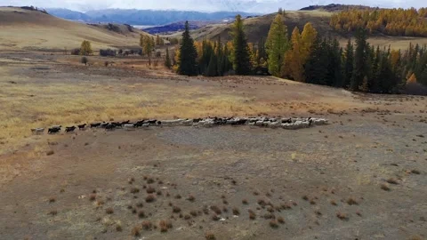 Sheep walk in mountain meadows Stock Footage 220034767