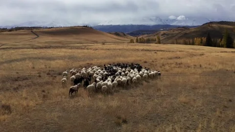 Sheep walk in mountain meadows Stock Footage 220034770