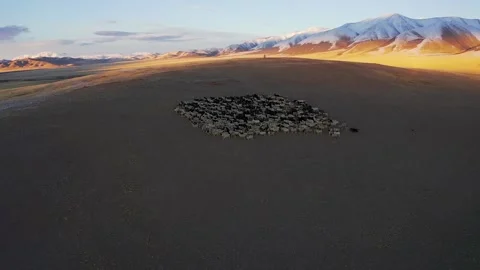 Sheep walk in mountain meadows Stock Footage 220034778